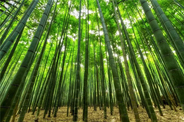 夢見竹林是什麼意思_周公解夢