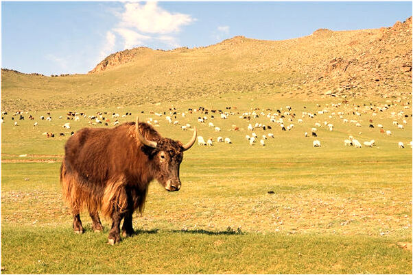 夢見廁所堵塞外泄會是什麼預兆_周公解夢官網