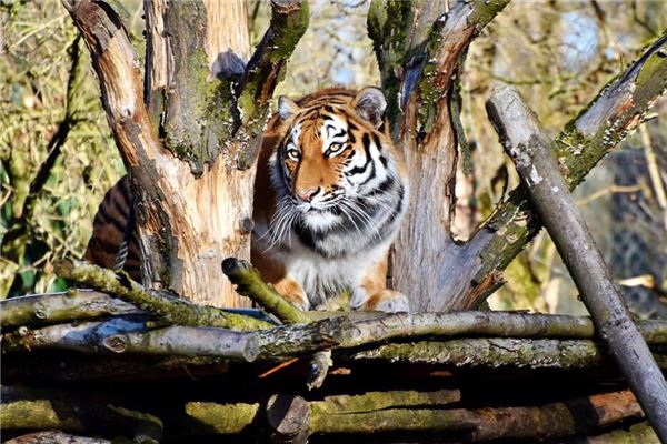 虎年出生人的命運好不好_十二生肖