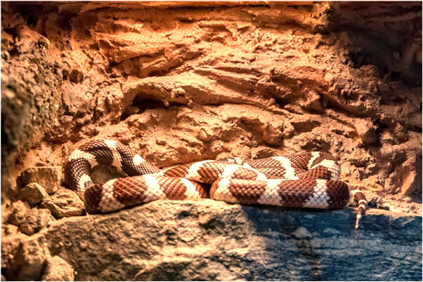 夢到了自己剪褲腰帶意味什麼_周公解夢官網