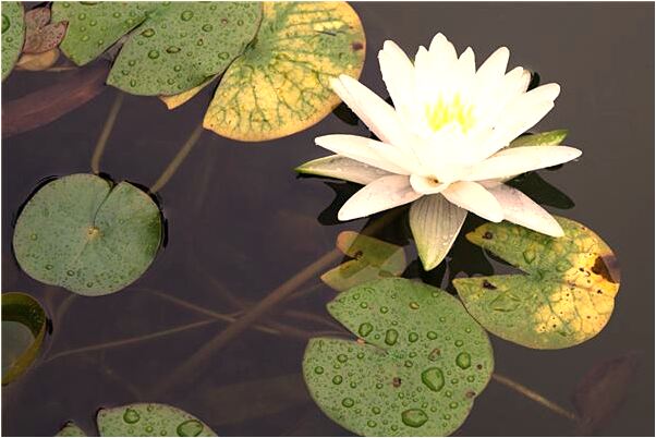 夢到把大便拉在了自己裙子裡是好的徵兆嗎_周公解夢官網