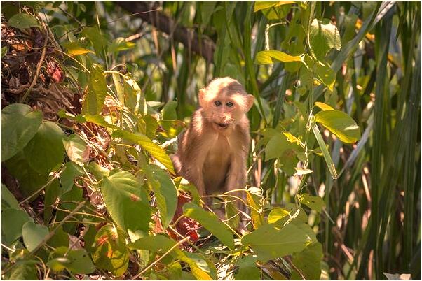 夢到了自己的婚禮轉給了別人意味什麼_周公解夢官網