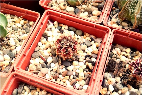 夢到我自己生個兒子怎么樣_周公解夢官網