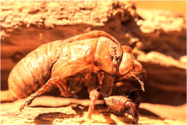 夢見已故爺爺要抱我小孩代表著什麼？_周公解夢官網