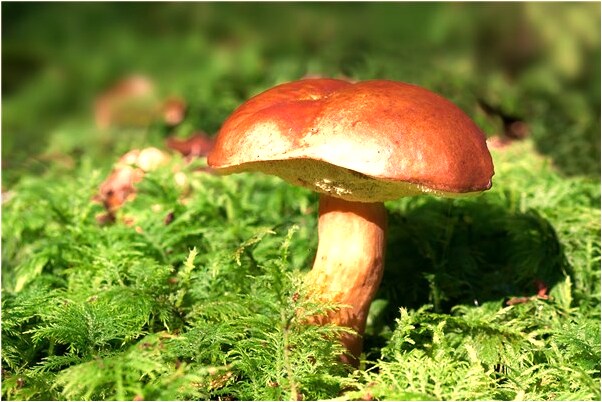 夢見陌生男子親我脖子是什麼意思_周公解夢官網