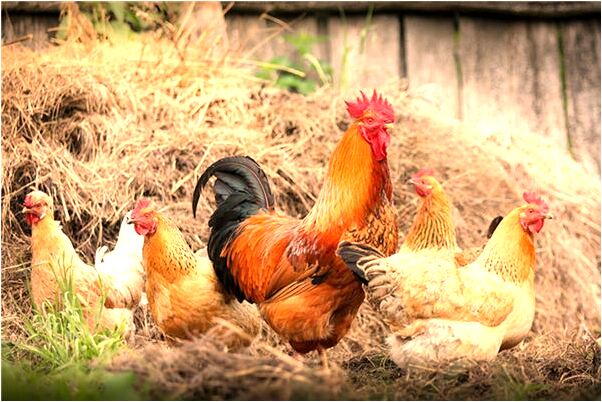 夢見天空的雲像兩匹馬是什麼意思_周公解夢官網