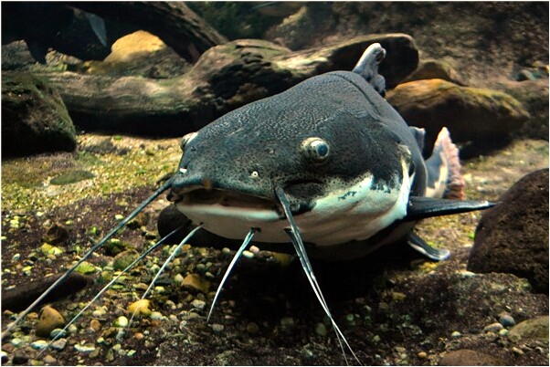 夢見紅大衣意味著什麼_周公解夢官網