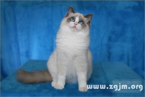 Pisces is the most suitable for pet cat: ragdoll _ the zodiac