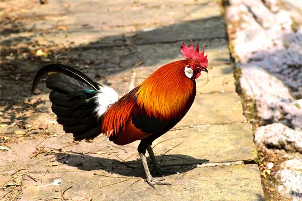 76歲屬雞是哪年出生的_十二生肖