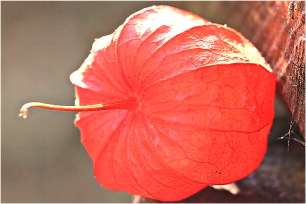 夢到自己與一男一女同床代表什麼_周公解夢官網