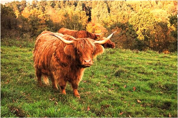 夢到了結交新朋友預兆了什麼嗎_周公解夢官網