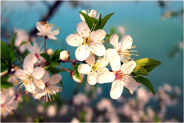 夢到大鵝追我是什麼預兆_周公解夢官網