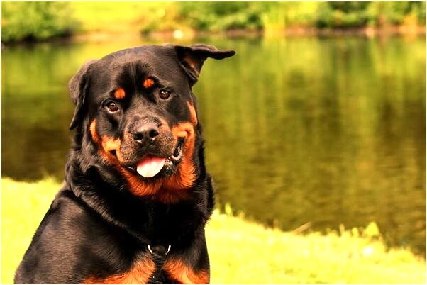 夢見自己被別人拿水沖有什麼預兆_周公解夢官網