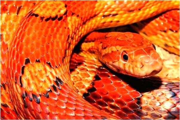 夢到被好多人罵是啥意思_周公解夢官網