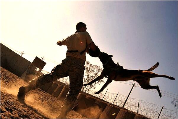 夢到了小娃拉屎我倒掉了有什麼含義_周公解夢官網