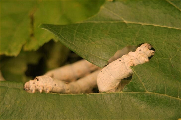 夢到了自己在洗葡萄好不好_周公解夢官網