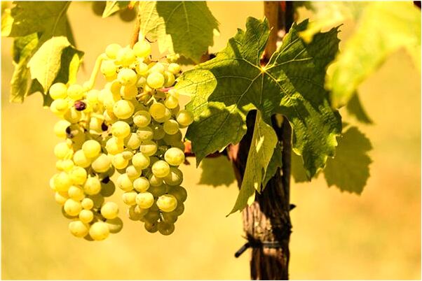 夢到了被斷蛇咬屁股是凶兆還是吉兆_周公解夢官網