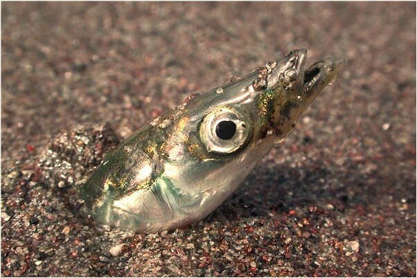 夢到妹妹掉河裡了沒找到預示什麼_周公解夢官網