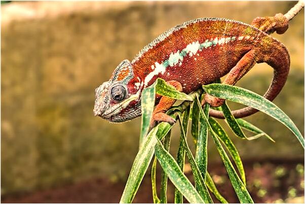 夢到自己和嬸嬸赤裸身體是什麼徵兆_周公解夢官網