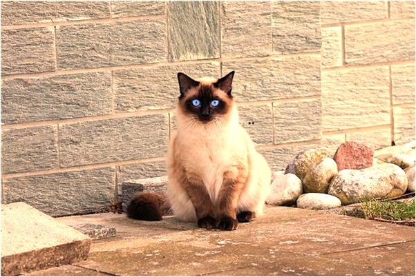 夢見魚變公雞有何寓意_周公解夢官網