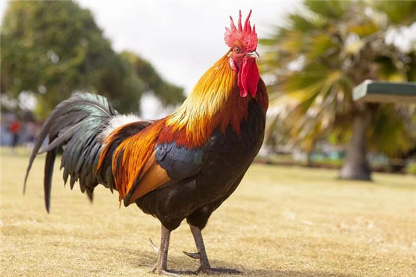 屬雞男人出生年份和性格_十二生肖