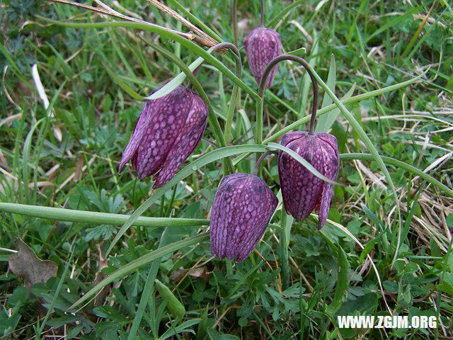 夢見新墳墓_周公解夢夢到新墳墓是什麼意思_做夢夢見新墳墓好不好_周公解夢官網