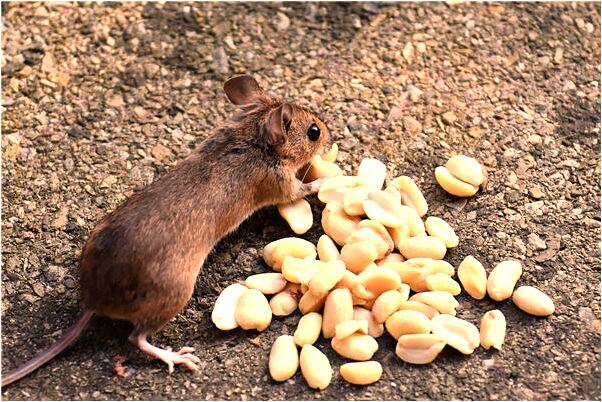 夢到了路堵住了好不好_周公解夢官網