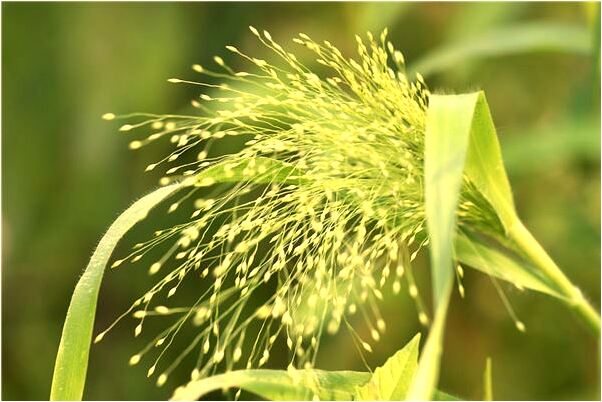 夢到了老公送花給我怎么樣_周公解夢官網