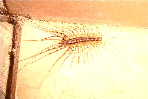 夢到了別人感情破列預示什麼_周公解夢官網