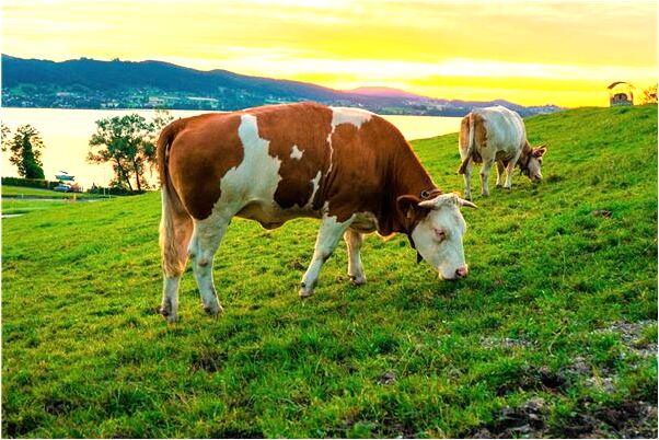 夢見老公給賣了條裙子意味什麼_周公解夢官網