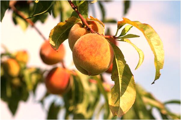 夢到了鴿子被人偷有什麼含義_周公解夢官網