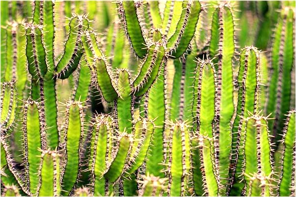 夢到水渠里兩條魚翻白了是什麼徵兆_周公解夢官網