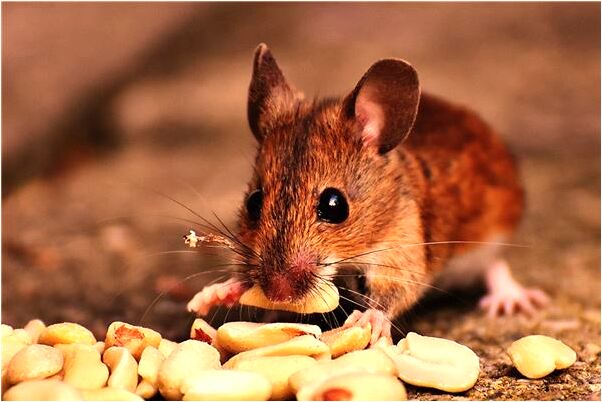 夢到親了女的額頭一口是什麼徵兆_周公解夢官網