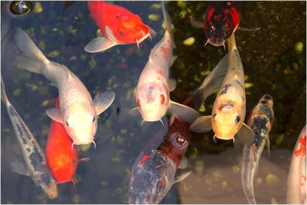 夢到了騎著一條大魚會怎么樣_周公解夢官網