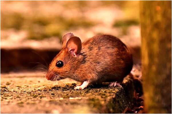 夢見弟弟和男朋友被殺有什麼預兆_周公解夢官網