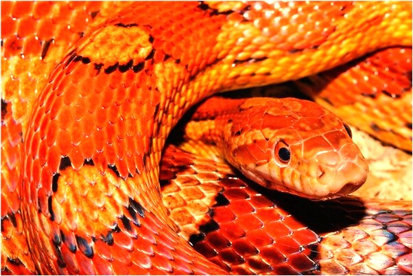 夢到了高空出險情以控制是什麼徵兆_周公解夢官網