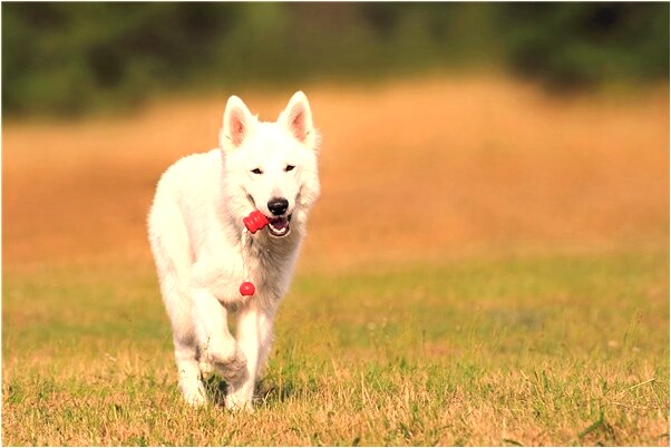 夢見被明星說我沒信用預示著什麼_周公解夢官網