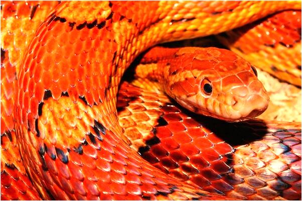 夢見昨晚自己被蛇咬會有什麼預兆_周公解夢官網