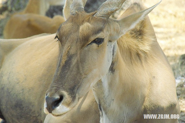 夢見買玻璃杯_周公解夢夢到買玻璃杯是什麼意思_做夢夢見買玻璃杯好不好_周公解夢官網