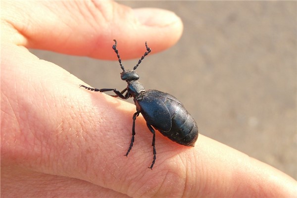 夢到了黑蛆好不好_周公解夢