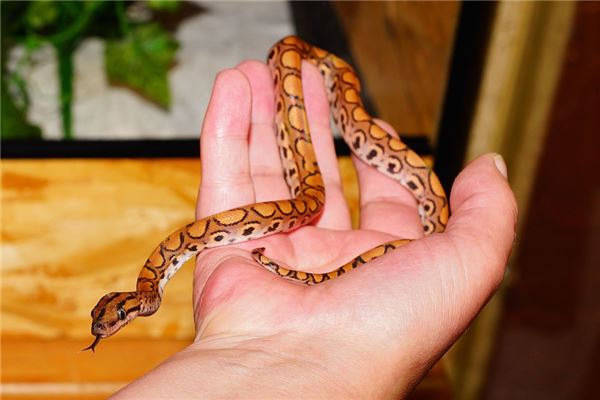 夢見摸蛇是什麼徵兆_周公解夢