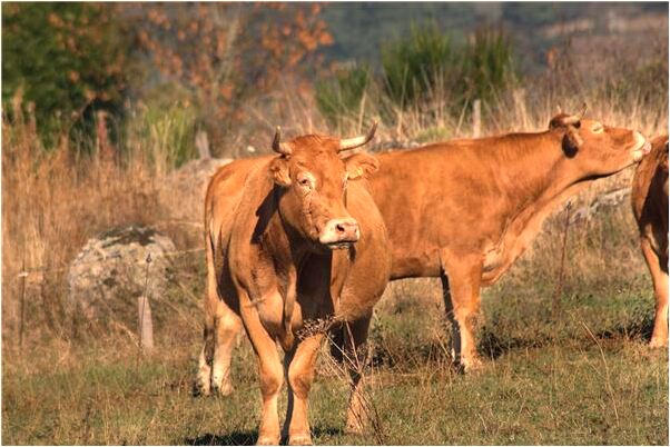 夢到白衣女鬼招手什麼寓意_周公解夢官網