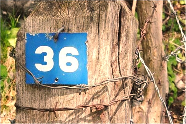 夢到放生烏龜和蛇是咋回事_周公解夢官網