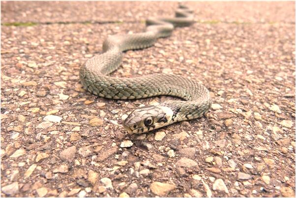 夢到男友抓蛇時鼻子被咬個洞預示什麼_周公解夢官網