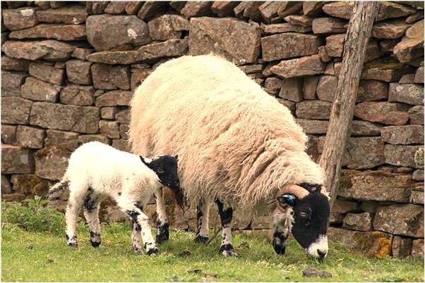 夢見沒有奶水是啥意思_周公解夢官網