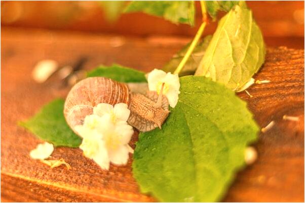 夢到幫助殘疾人是什麼預兆_周公解夢官網