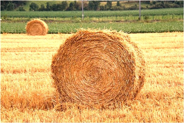 夢到別人帶小孩在我的床上有何寓意_周公解夢官網