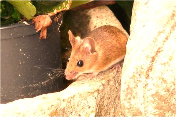 夢到了把去世親人墳頭堆高什麼預兆_周公解夢官網