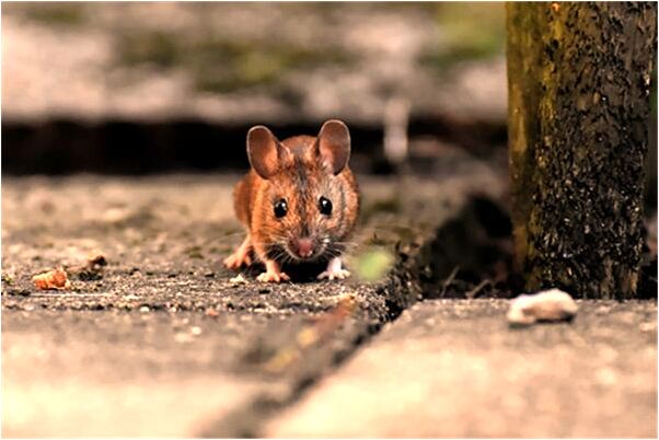 夢到抱著豬會是什麼預兆_周公解夢官網