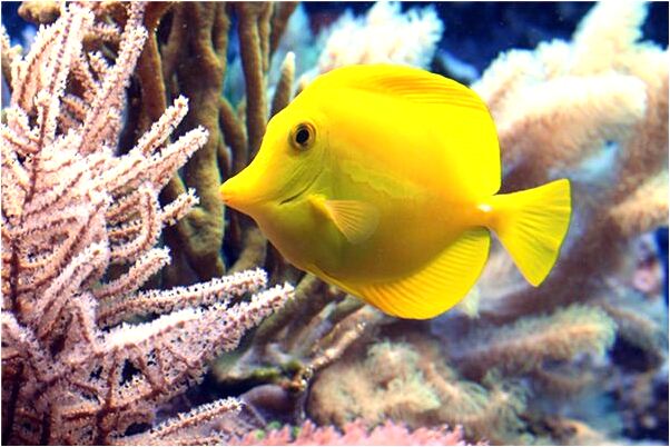 夢到了和公主接吻有什麼預示嗎_周公解夢官網